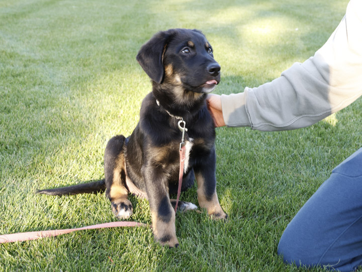 chinook dog